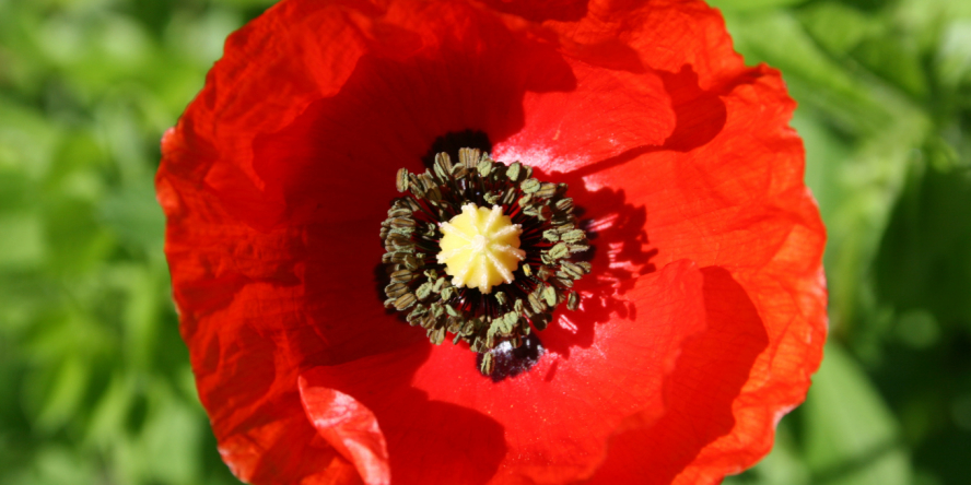 Coquelicot (Papaver rhoeas) © Nicolas Macaire LPO